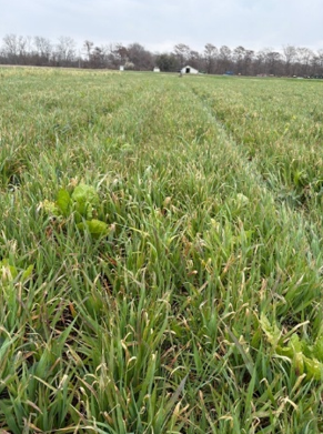 2026 cover crops